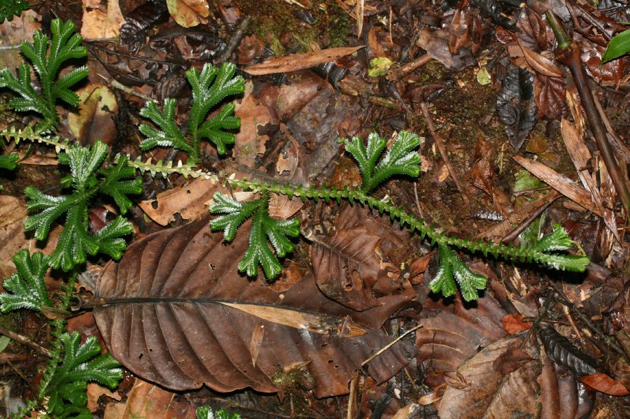 Selaginellaceae Selaginella 