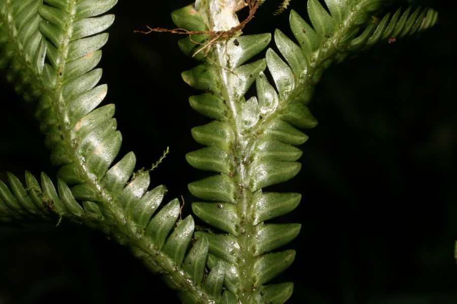 Selaginellaceae Selaginella 