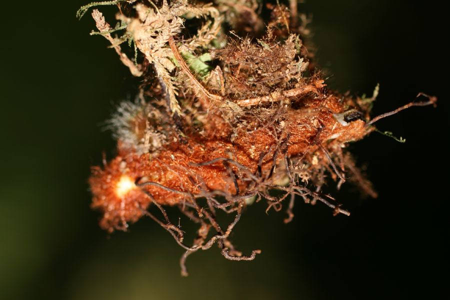 Grammitidaceae Terpsichore asplenifolium