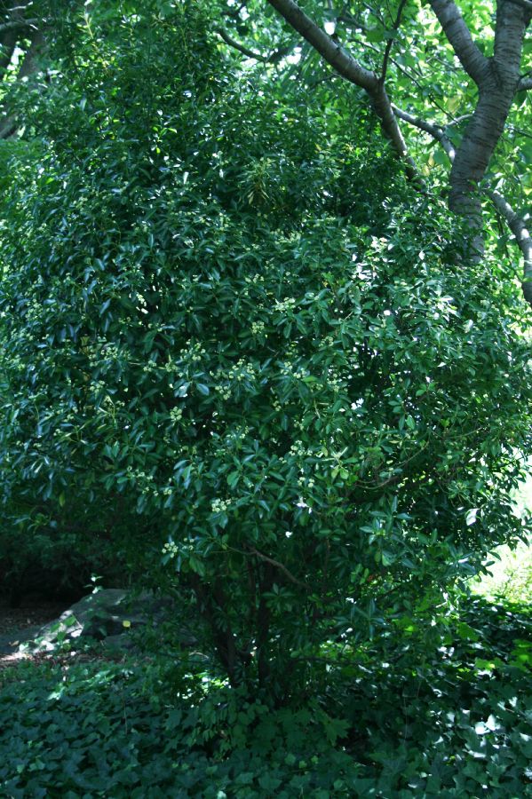 Celastraceae Euonymus europea