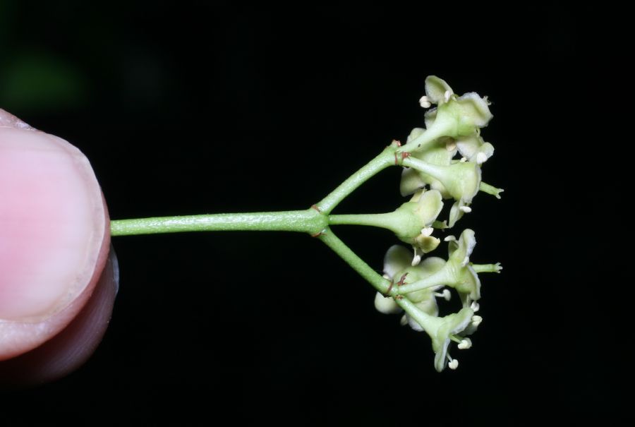 Celastraceae Euonymus europea