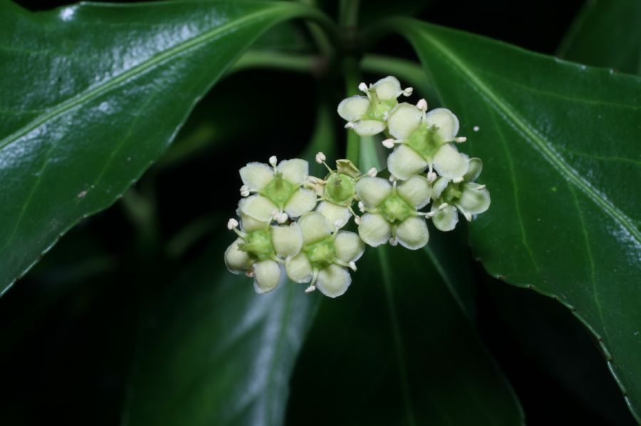 Celastraceae Euonymus europea