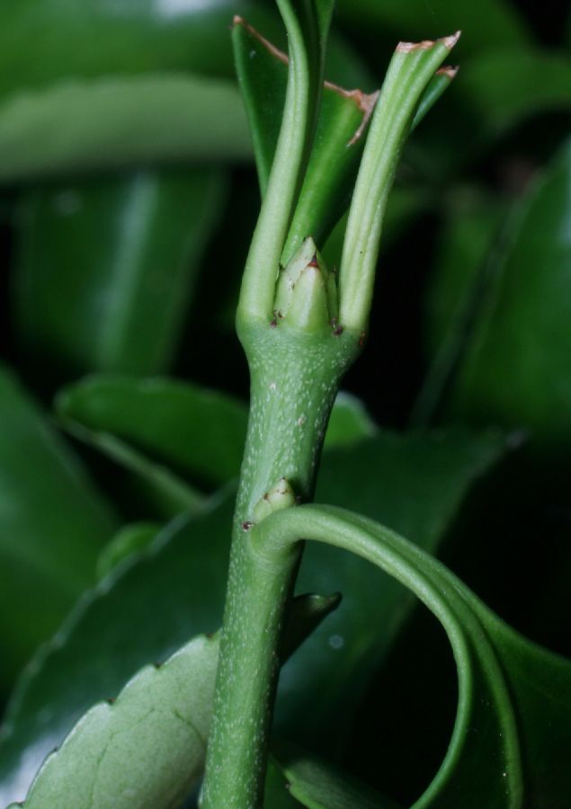 Celastraceae Euonymus europea