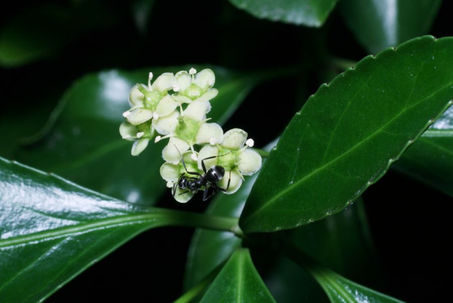 Celastraceae Euonymus europea