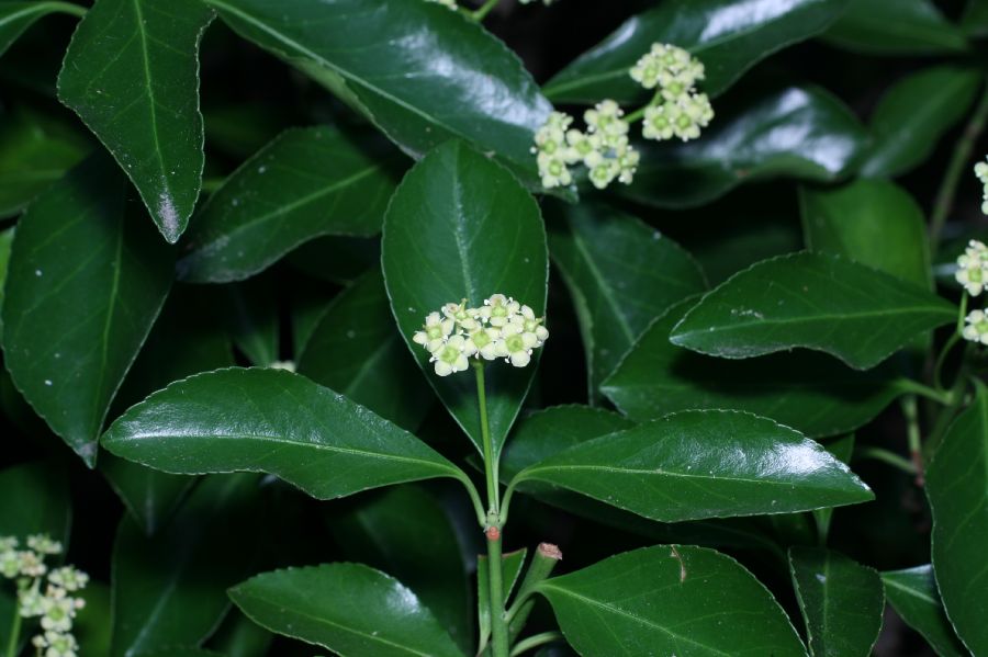 Celastraceae Euonymus europea