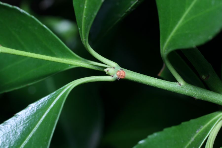 Celastraceae Euonymus europea