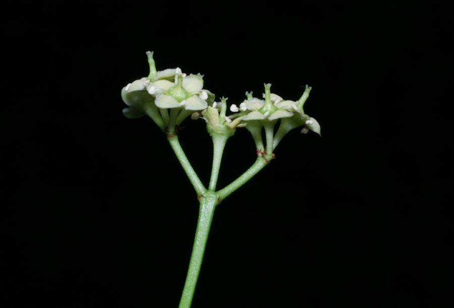 Celastraceae Euonymus europea