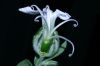 image of Lychnis alba
