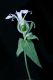 image of Lychnis alba