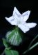 image of Lychnis alba