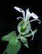 image of Lychnis alba