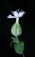 image of Lychnis alba