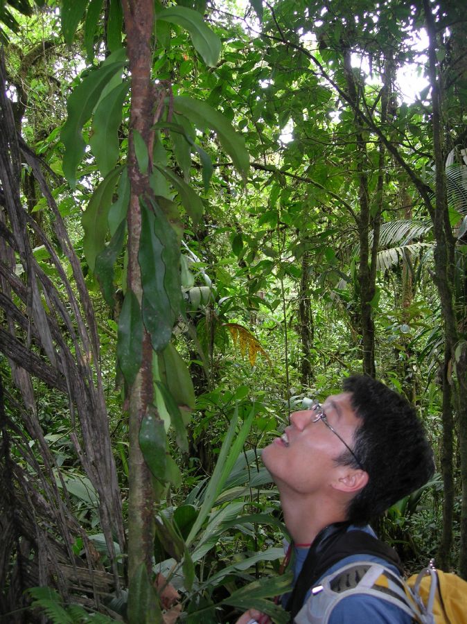 Pteridaceae Anetium citrifolium