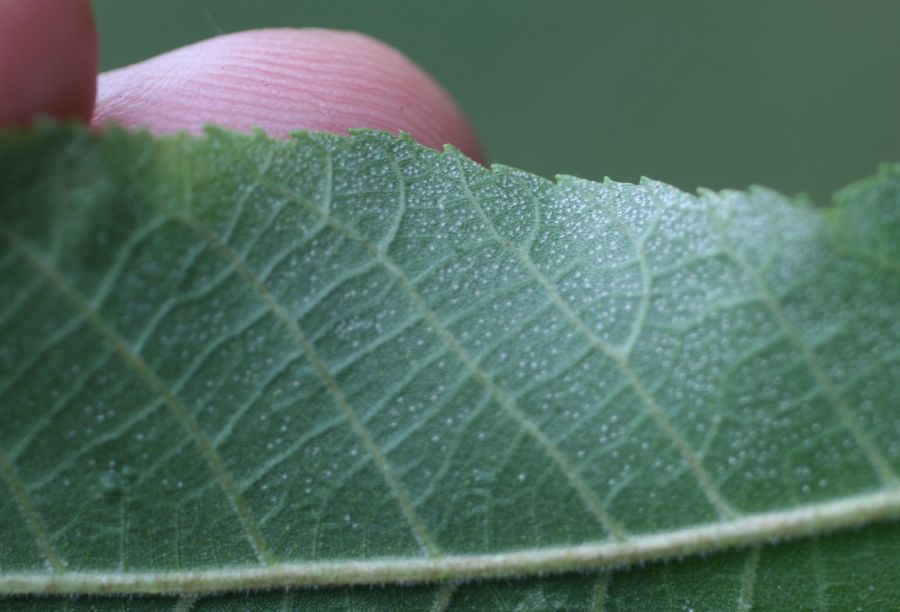 Juglandaceae Carya cordiformis