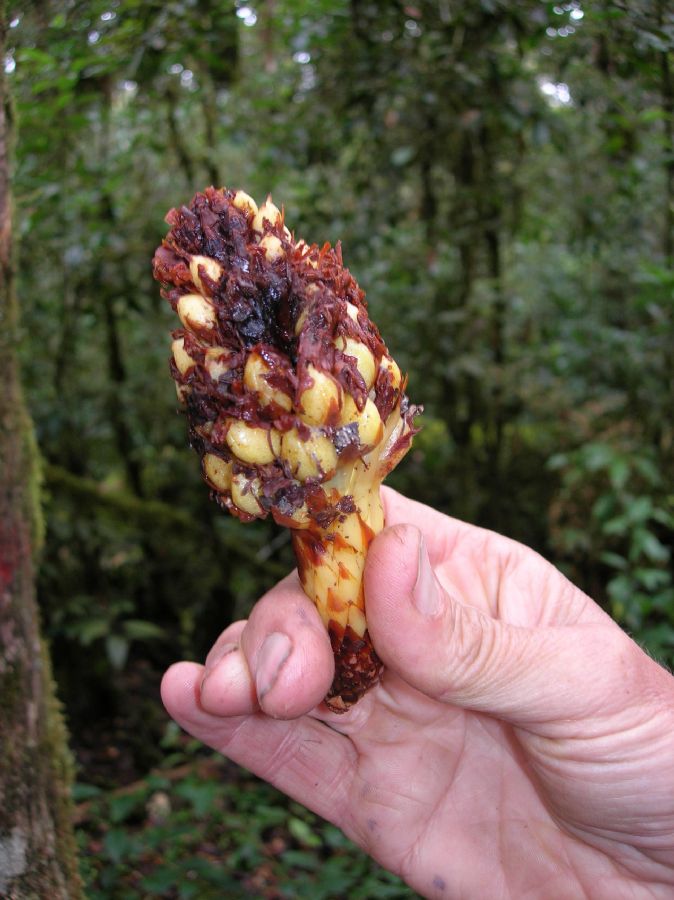 Orobanchaceae Conopholis 