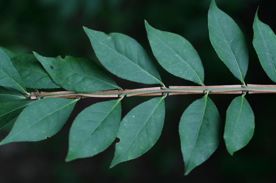 Celastraceae Euonymus alatus