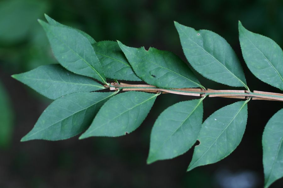 Celastraceae Euonymus alatus