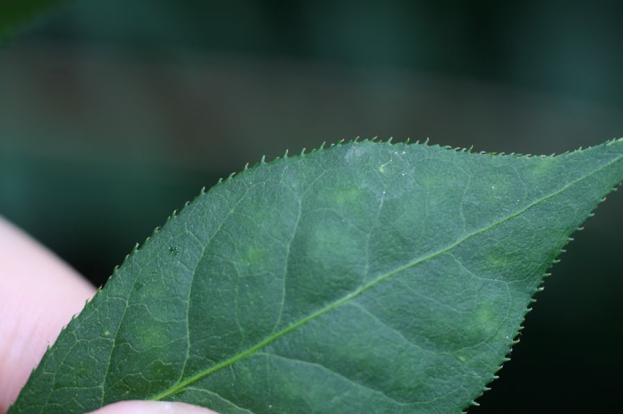 Celastraceae Euonymus alatus