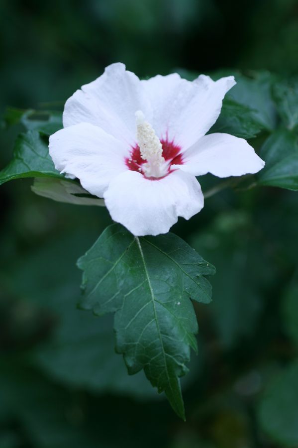 Malvaceae Hibiscus syriacus
