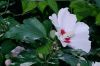 image of Hibiscus syriacus