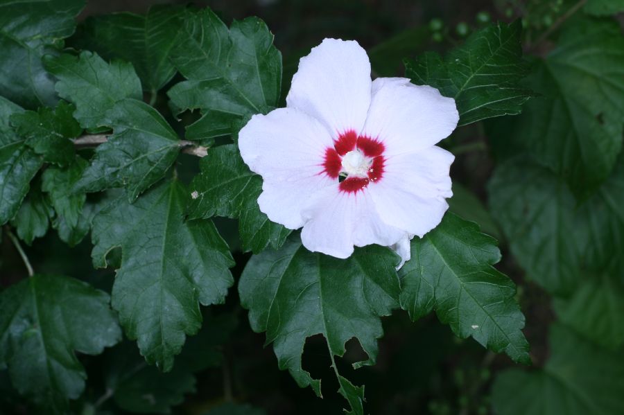 Malvaceae Hibiscus syriacus