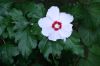 image of Hibiscus syriacus