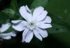 image of Lychnis alba