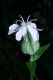 image of Lychnis alba
