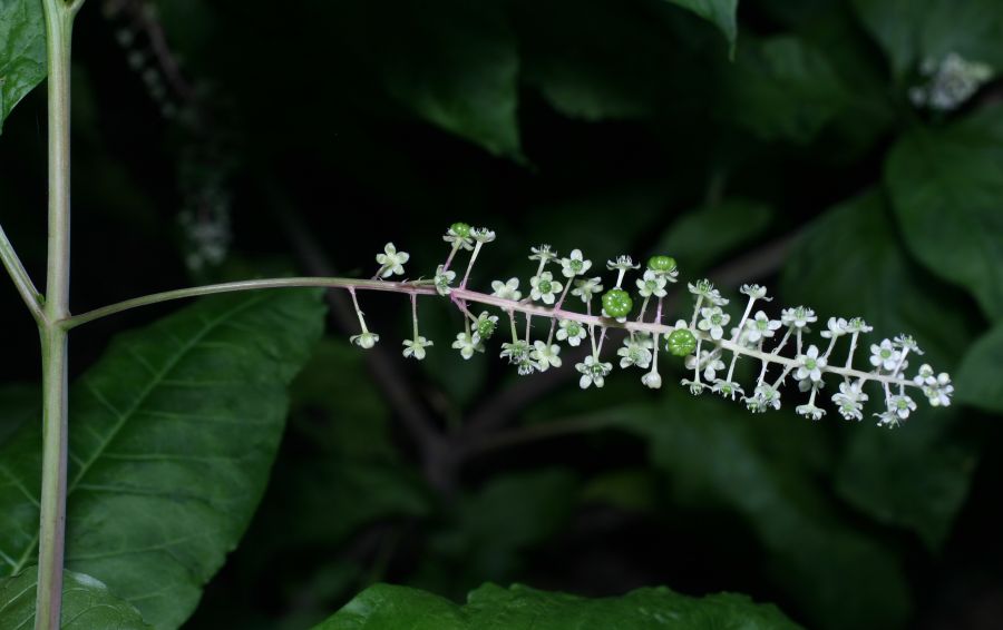 Phytolaccaceae Phytolacca americana