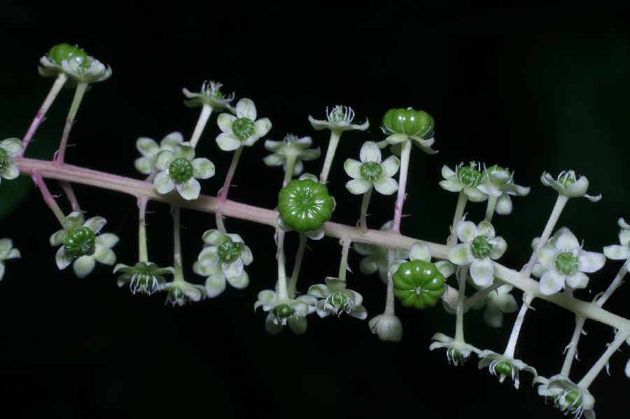 Phytolaccaceae Phytolacca americana