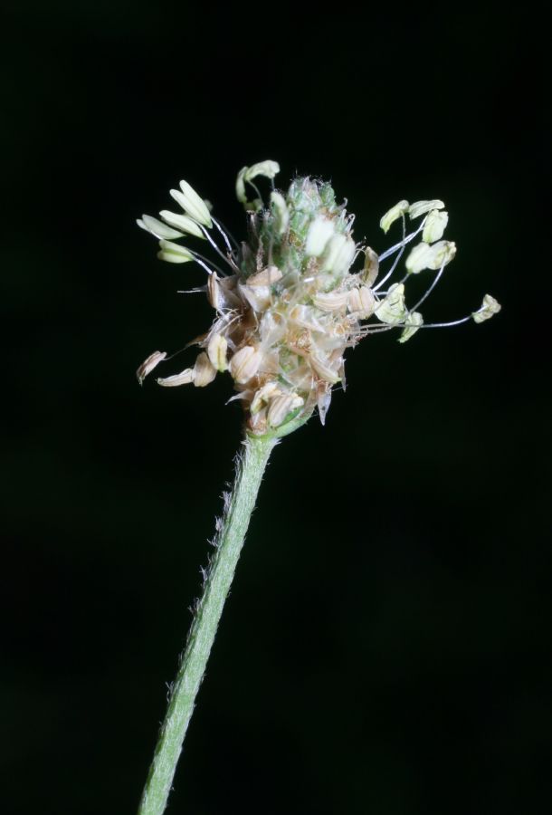 Plantaginaceae Plantago lanceolata