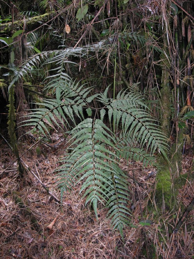 Pteridaceae Pteris muricata