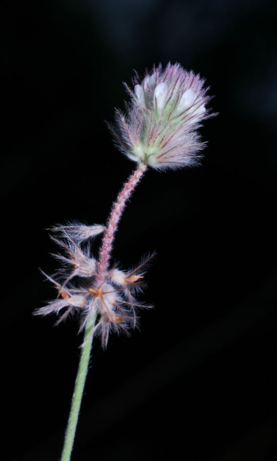 Fabaceae Trifolium arvense