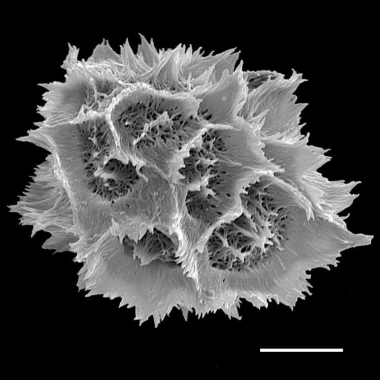 Tectariaceae Hypoderris brauniana
