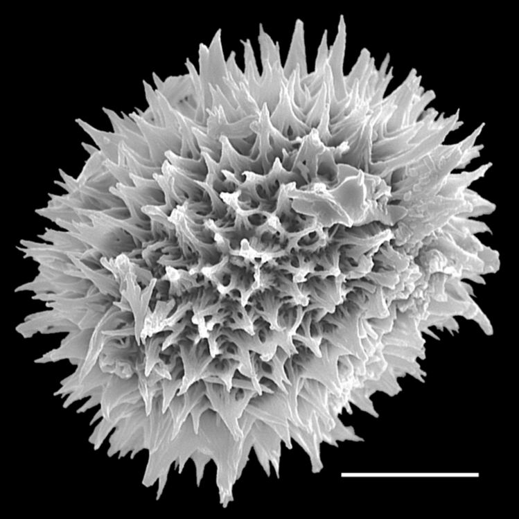 Tectariaceae Hypoderris brownii