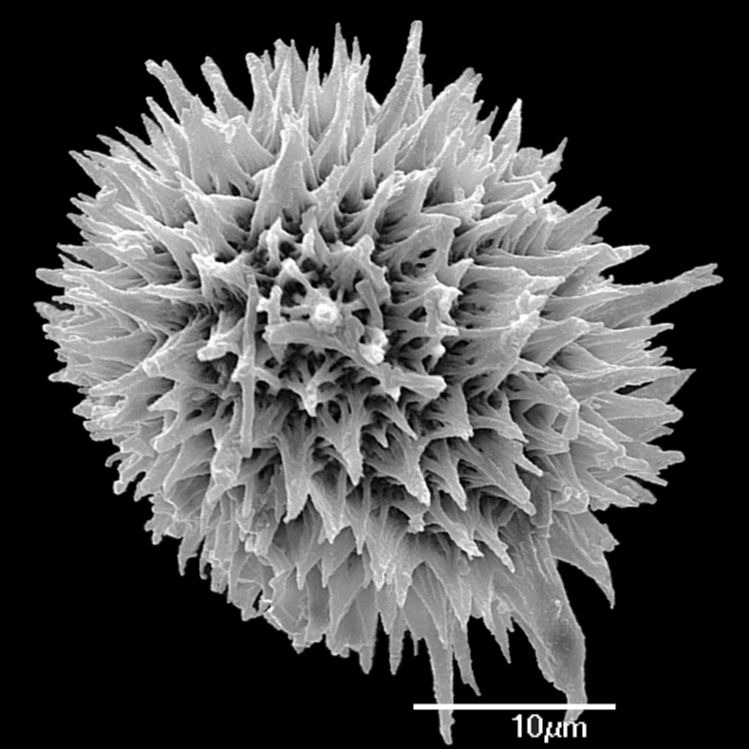 Tectariaceae Hypoderris brownii