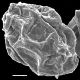 image of Arthropteris paucivenius