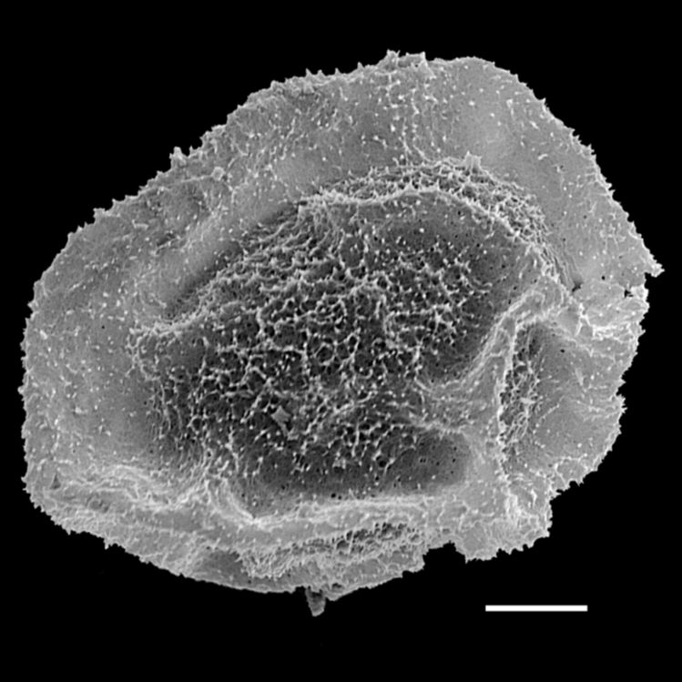 Tectariaceae Tectaria pedata