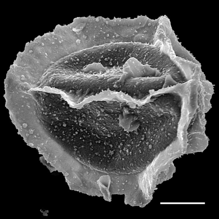 Lomariopsidaceae Dracoglossum plantagineum