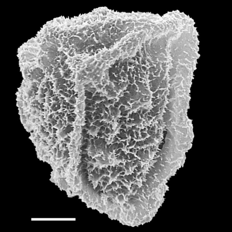 Tectariaceae Triplophyllum securidiforme