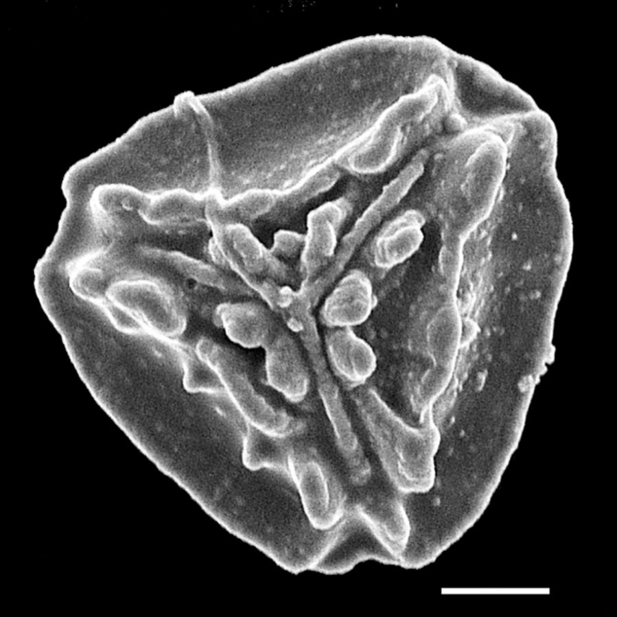 Pteridaceae Onychium japonicum