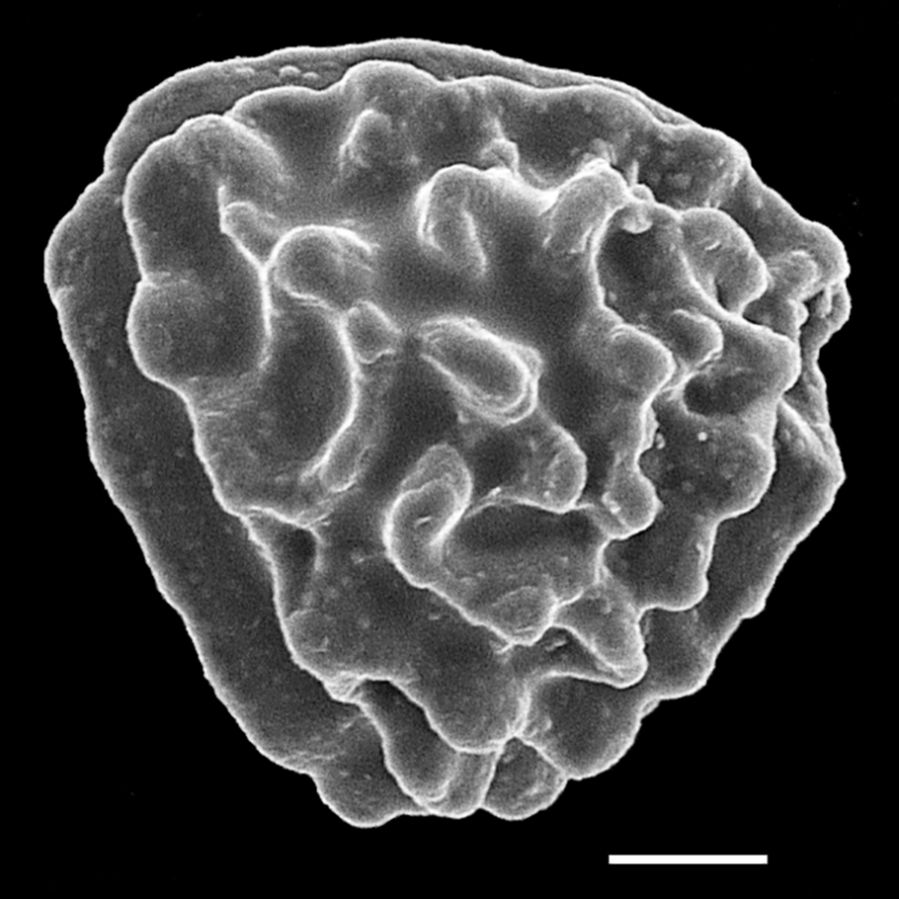 Pteridaceae Onychium japonicum