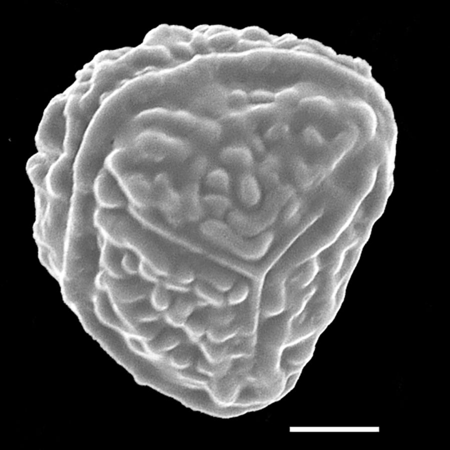 Pteridaceae Onychium siliculosum