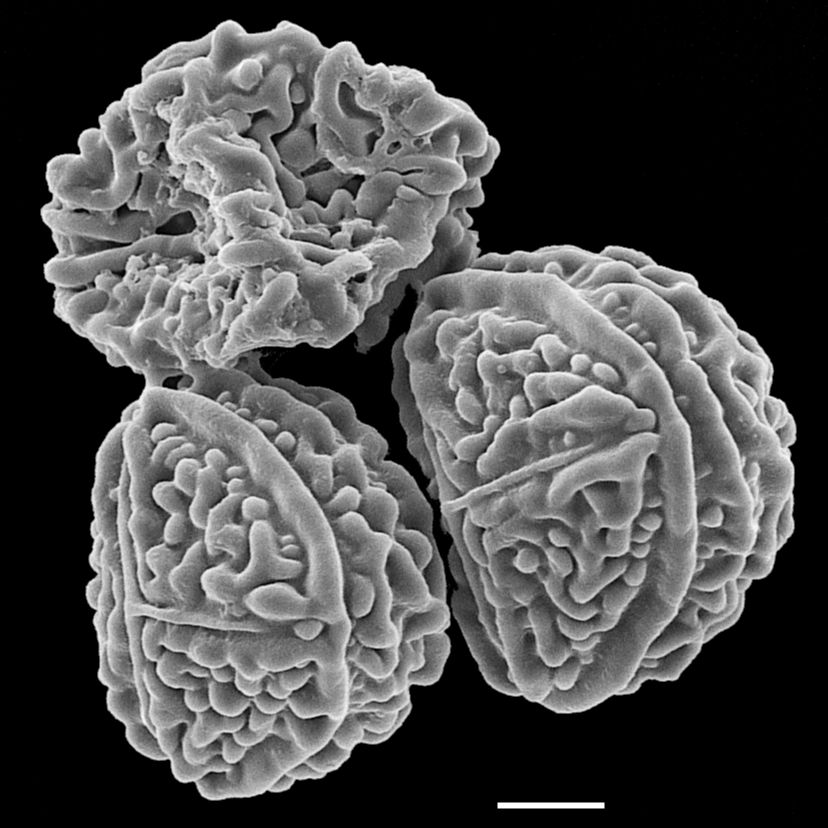 Pteridaceae Onychium siliculosum