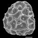 image of Pteris vittata
