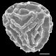 image of Pteris vittata