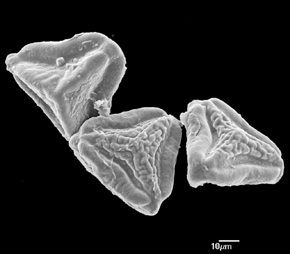 Pteridaceae Pterozonium paraphysatum