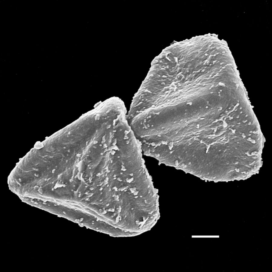 Pteridaceae Pterozonium paraphysatum