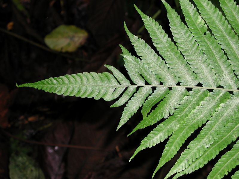 Thelypteridaceae Goniopteris 