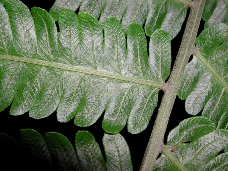 Thelypteridaceae Goniopteris tetragona